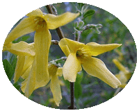 Forsythia Suspensa