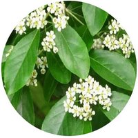 Photinia Benthamiana