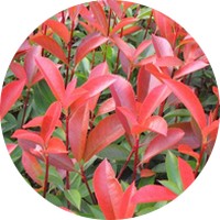 Photinia Fraseri Red Robin