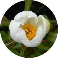 Franklinia Alatamaha