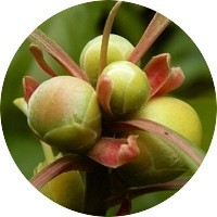 Franklinia Alatamaha