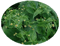 Galinsoga Parviflora