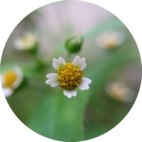 Galinsoga Parviflora