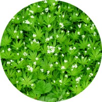 Galium - Asperula