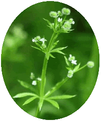 Galium Aparine