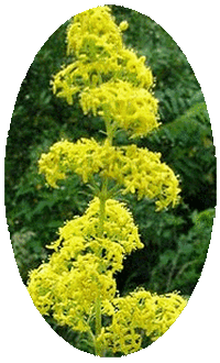 Galium Verum
