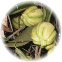 Garcinia Cambogia