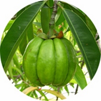Garcinia Cambogia