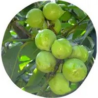 Garcinia Cambogia