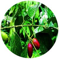 Garcinia Paucinervis