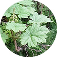 Oplopanax Horridus