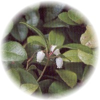 Gaultheria Procubens - Wintergreen