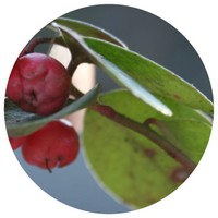 Gaultheria Procubens - Wintergreen