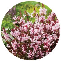 Gaura Lindheimeri