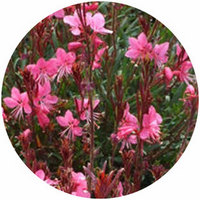 Gaura Lindheimeri