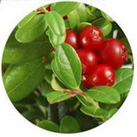 Arctostaphylos Uva-Ursi