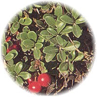 Arctostaphylos Uva-Ursi