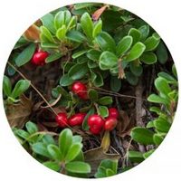 Arctostaphylos Uva-Ursi - Busserole