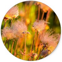 Geum Trifolium