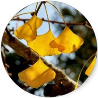 Ginkgo Biloba