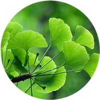 Ginkgo Biloba