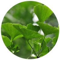 Ginkgo Biloba