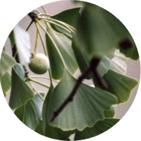Ginkgo Biloba