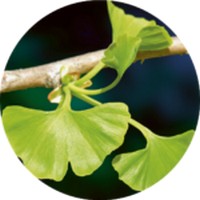 Ginkgo Biloba