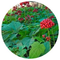 Panax Ginseng