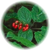 Panax Ginseng