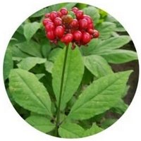 Panax Ginseng