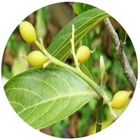 Gironniera Subaequalis