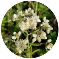 Gnaphalium Oxyphyllum