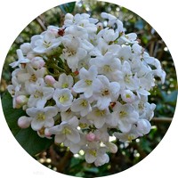 Gomphocarpus Fruticosus