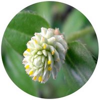 Gomphrena Celosioides