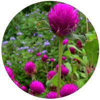 Gomphrena Globosa