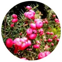 Emu-berry - Grewia Retusifolia