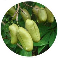 Griffonia Simplicifolia