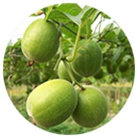 Griffonia Simplicifolia