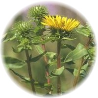 Grindelia Robusta