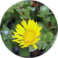Grindelia Robusta