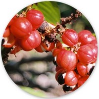 Guarana - Paulinia Cupana