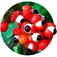 Paulinia Cupana - Guarana