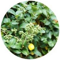 Gugulon: Commiphora Mukul