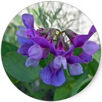 Lathyrus Maritimus