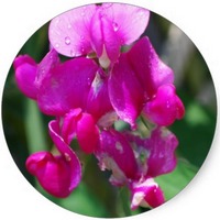 Lathyrus Odoratus