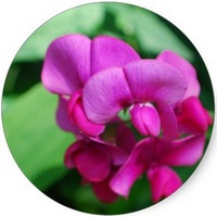 Lathyrus Odoratus