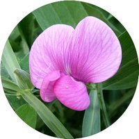 Lathyrus Odoratus