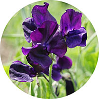 Sweet Pea - Lathyrus Odoratus