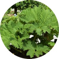 Gunnera Manicata